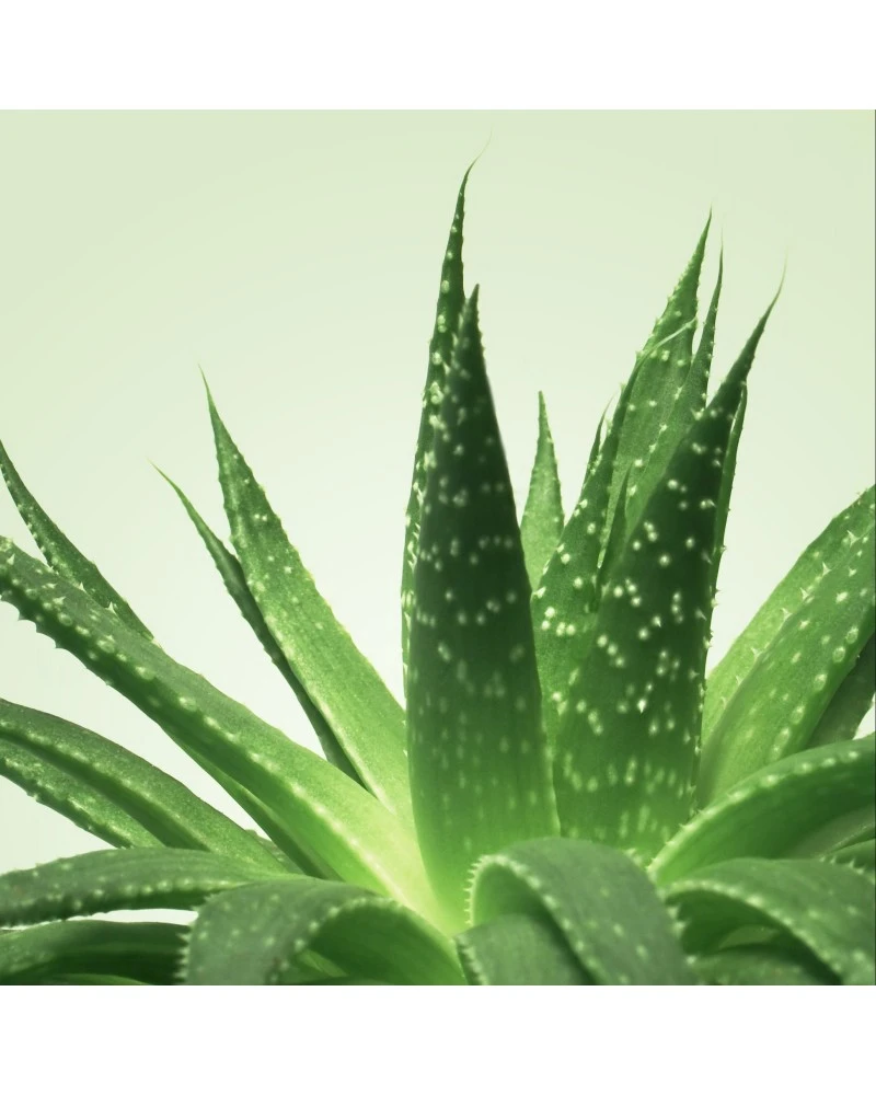 Gel De Massage Nuru MixGliss Aloe Vera 150ml 2 Gel De Massage Nuru MixGliss Aloe Vera 150ml – Image 2